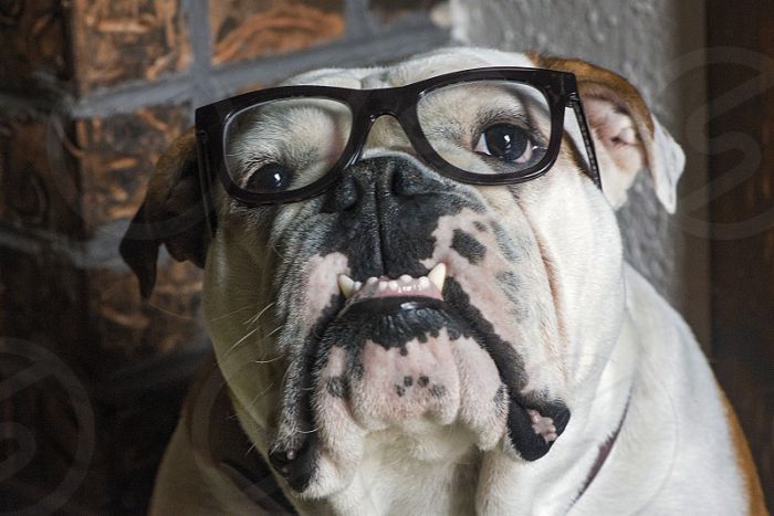 are english bulldogs smart