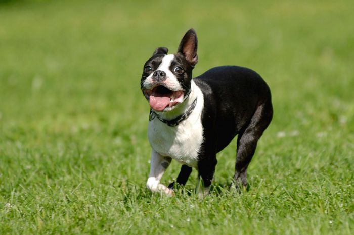 why do boston terriers lick so much