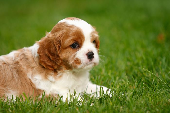 are cavalier king charles spaniel smart