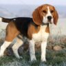 where did beagles originate