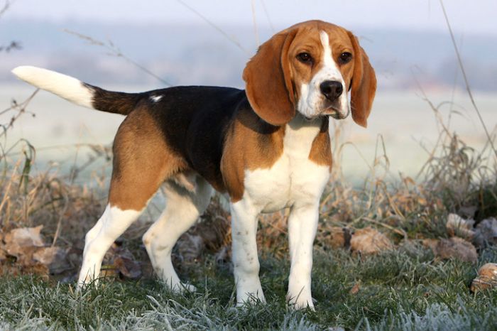 where did beagles originate