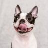 why do boston terriers lick so much