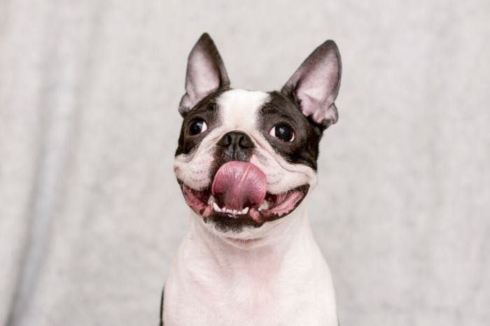 why do boston terriers lick so much