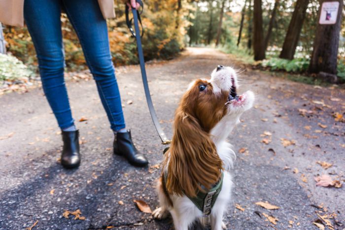 do cavalier king charles spaniel bark a lot