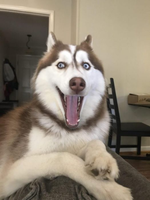 can husky eat banana