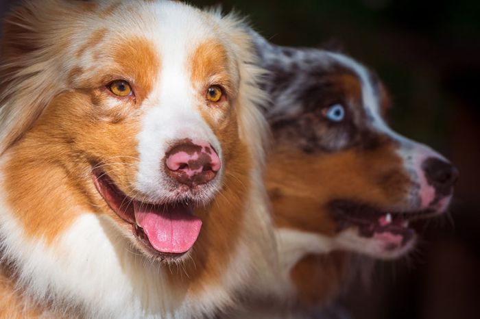 what is the lifespan of an australian shepherd