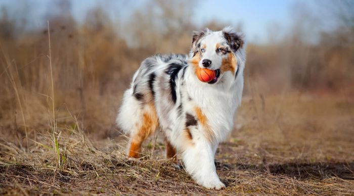 what is the lifespan of an australian shepherd