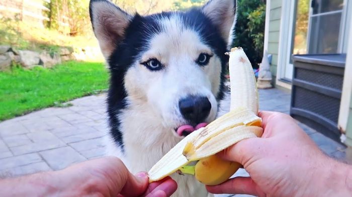 can husky eat banana