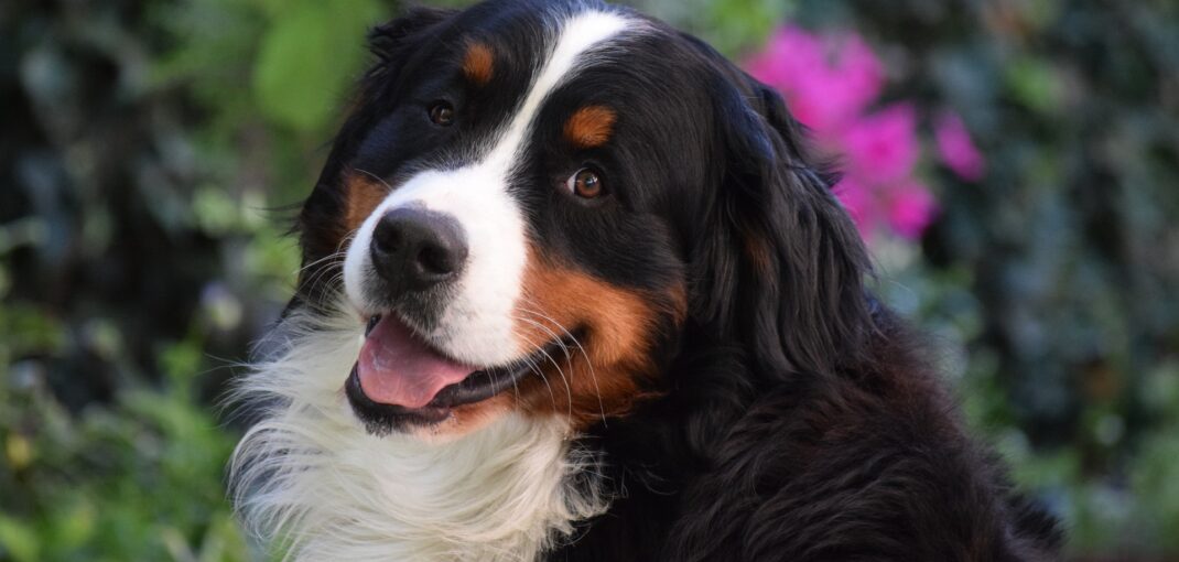 are bernese mountain dogs aggressive