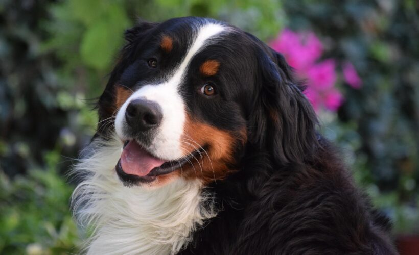 are bernese mountain dogs aggressive