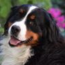 are bernese mountain dogs aggressive