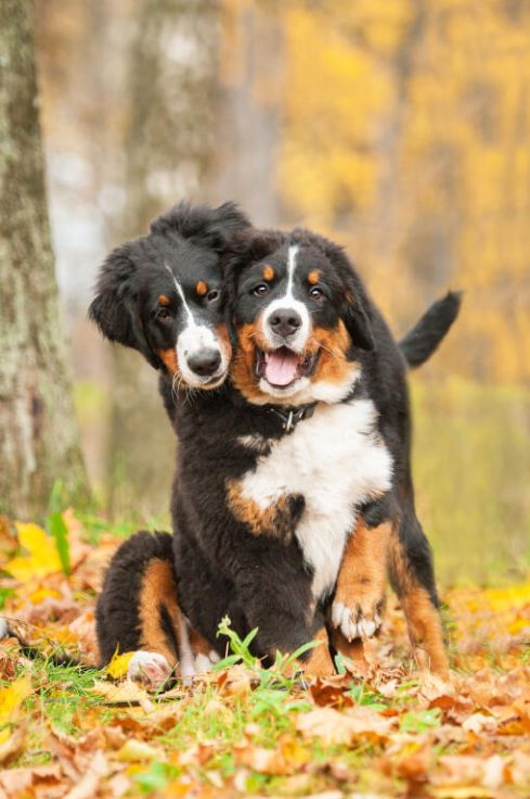 are bernese mountain dogs aggressive