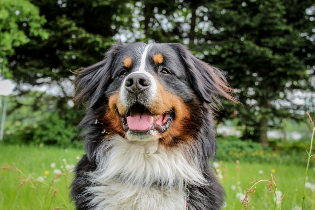 are bernese mountain dogs aggressive