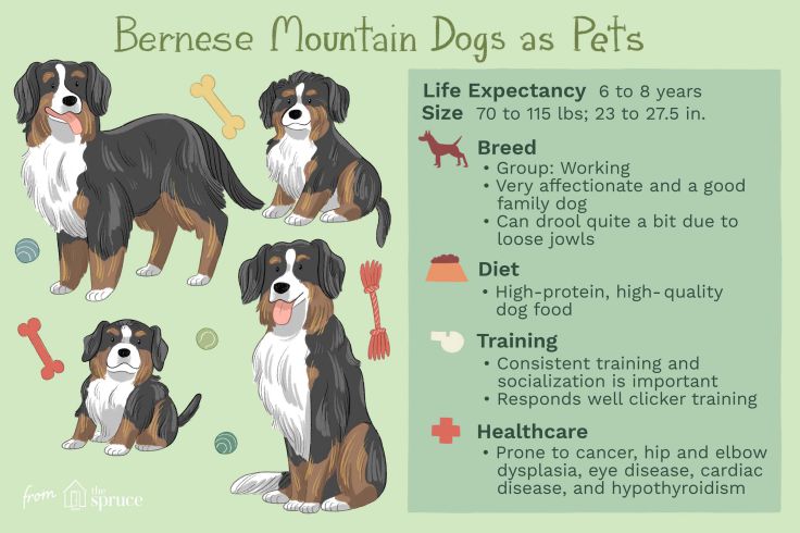 are bernese mountain dogs protective