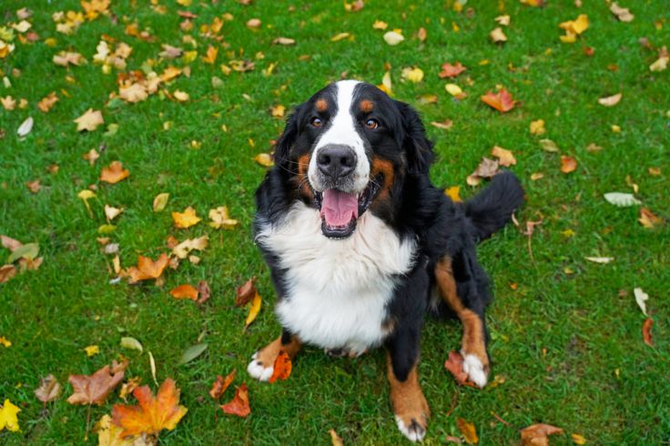 are bernese mountain dogs protective