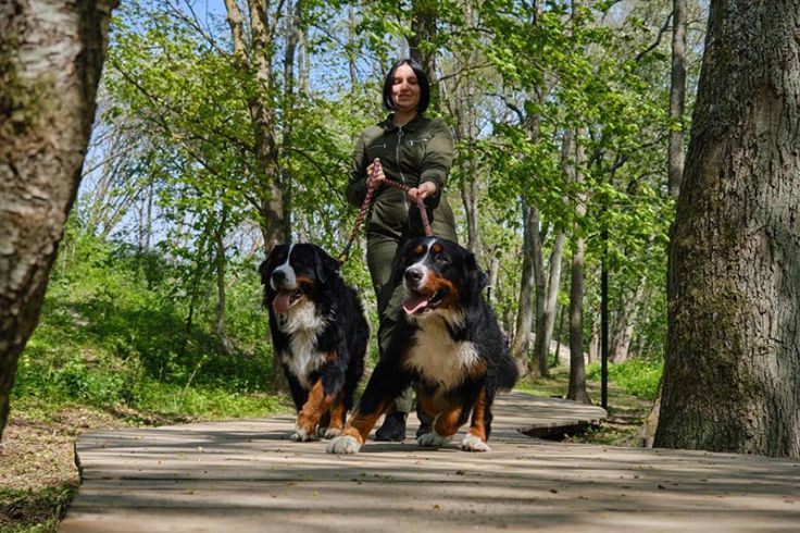 are bernese mountain dogs protective