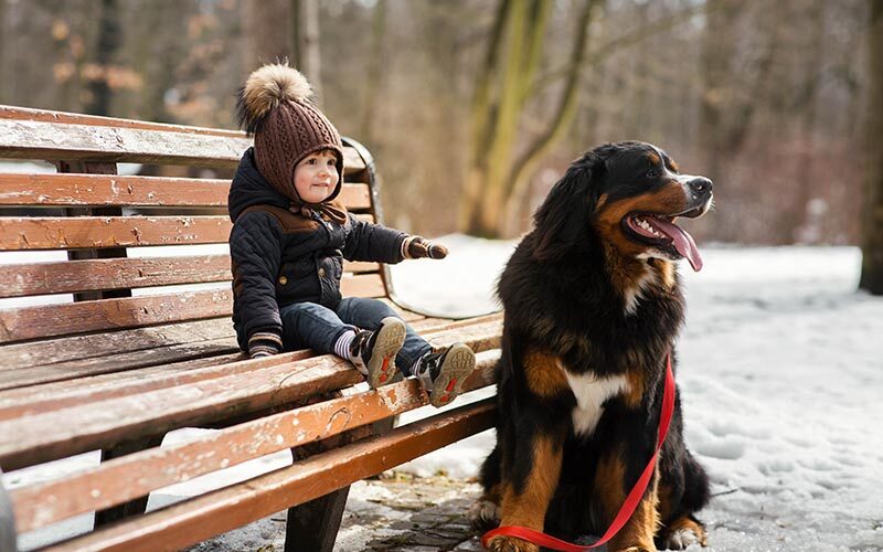 are bernese mountain dogs protective