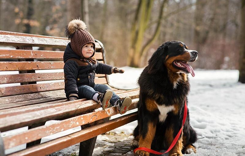 are bernese mountain dogs protective