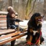 are bernese mountain dogs protective