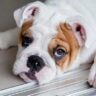 are english bulldogs smart