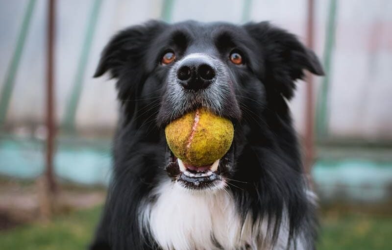 what is the lifespan of an australian shepherd