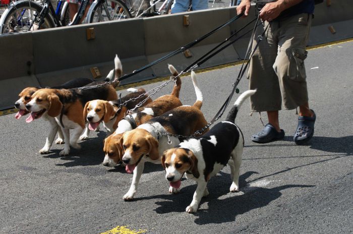 where did beagles originate