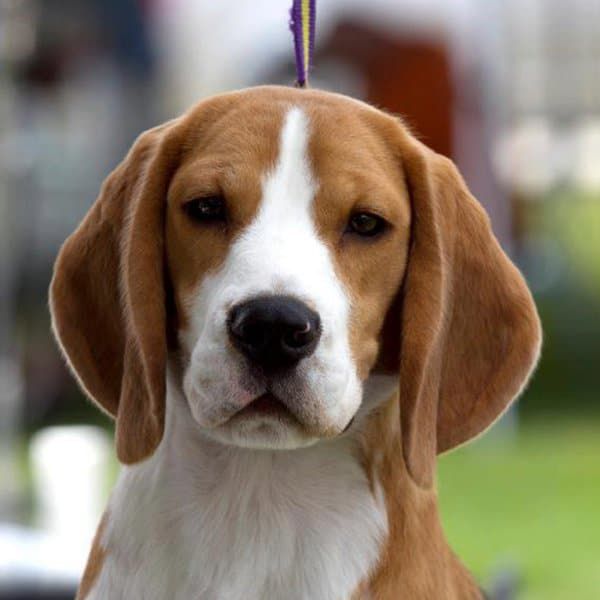 where did beagles originate