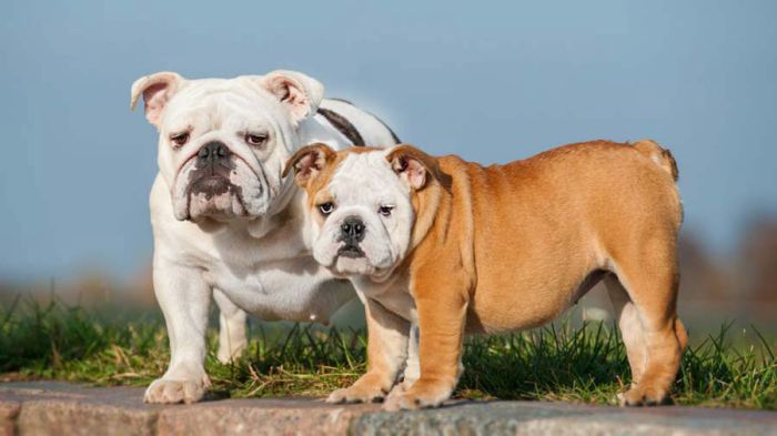 When Do English Bulldogs Stop Growing?