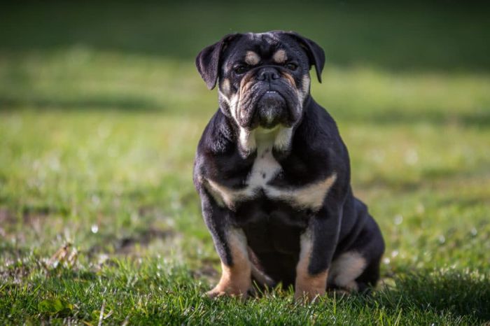 are english bulldogs smart