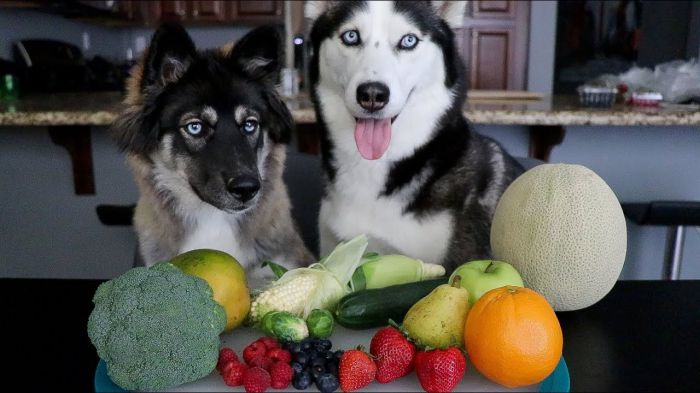 can huskies eat apples