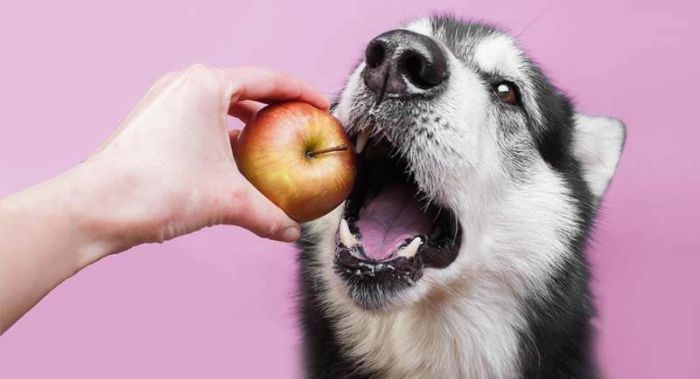 can huskies eat apples