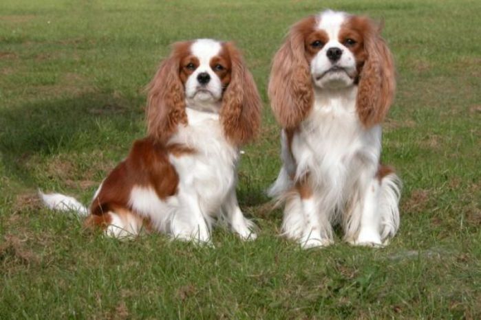 are cavalier king charles spaniel smart