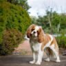 are cavalier king charles spaniel smart