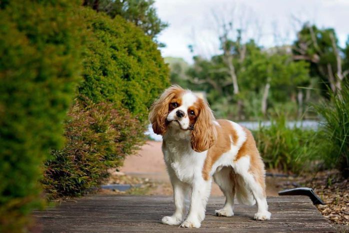 are cavalier king charles spaniel smart