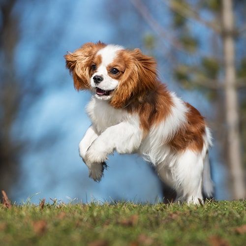 do cavalier king charles spaniel bark a lot