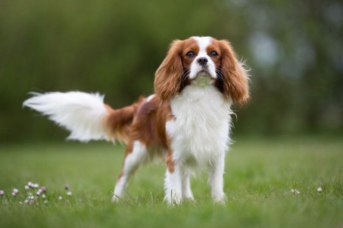 do cavalier king charles spaniel bark a lot