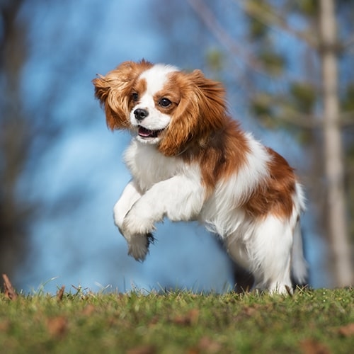 how big are cavalier king charles spaniel