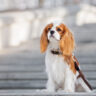 how big are cavalier king charles spaniel