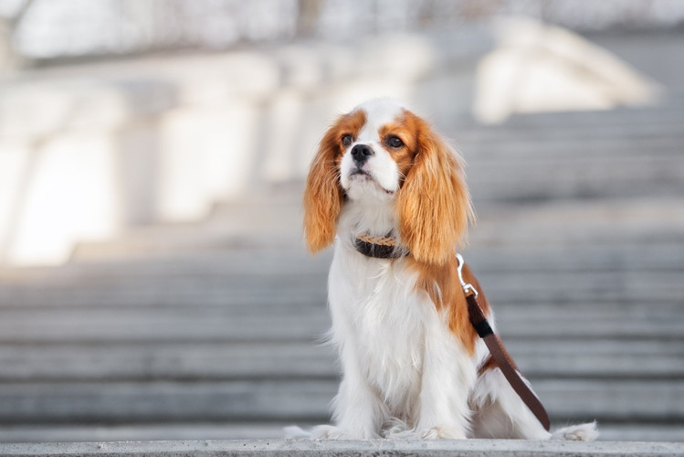 how big are cavalier king charles spaniel