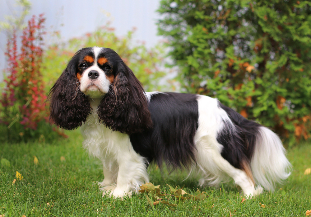 how big are cavalier king charles spaniel