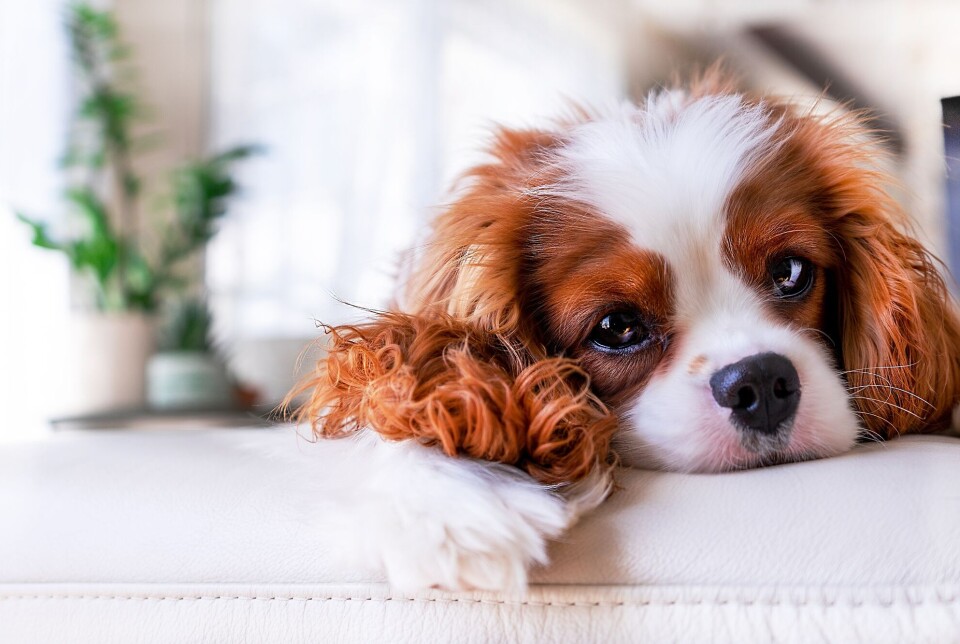 how big are cavalier king charles spaniel