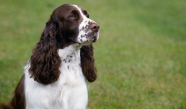 how big do english springer spaniels get