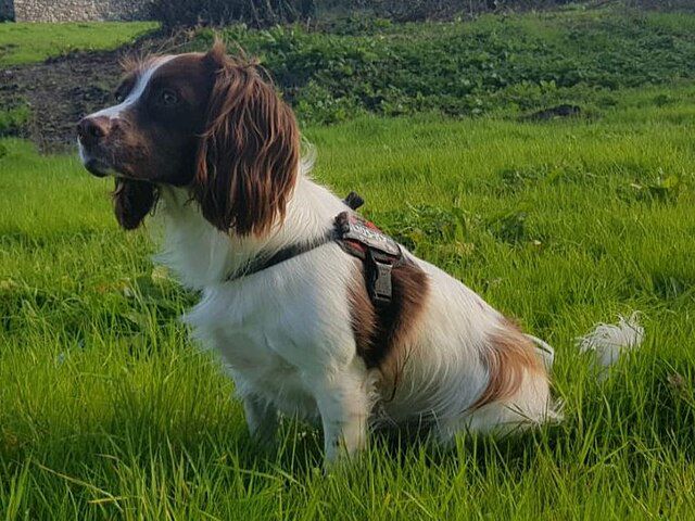 how big do english springer spaniels get