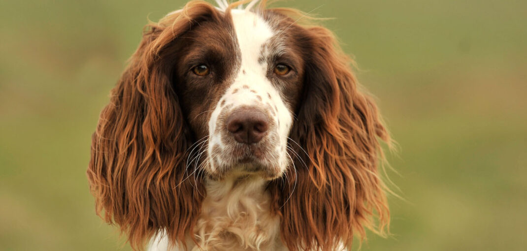 how big do english springer spaniels get