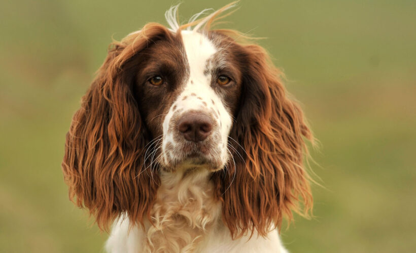 how big do english springer spaniels get