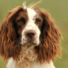 how big do english springer spaniels get