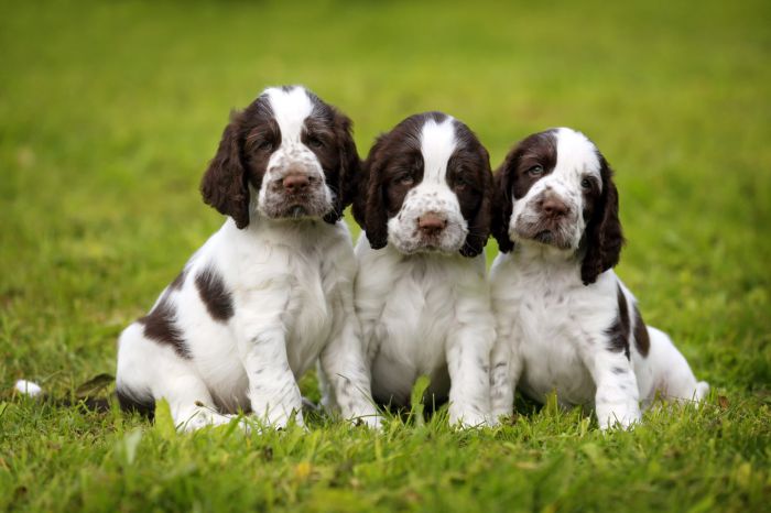 how big do english springer spaniels get