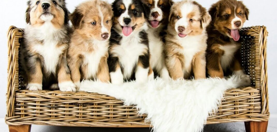 how many puppies do australian shepherds have