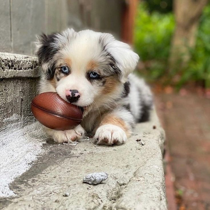 how many puppies do australian shepherds have