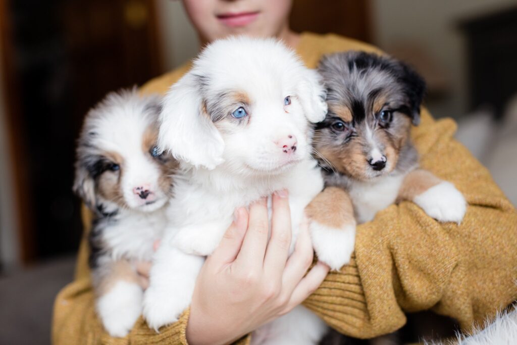 how many puppies do australian shepherds have